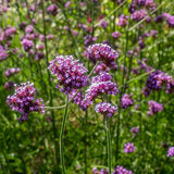 Semillas de flores de verbena bonariensis de hojas moradas perennes para plantar