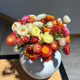 Semillas de flores de helicriso, margaritas perennes y flores de paja mixtas