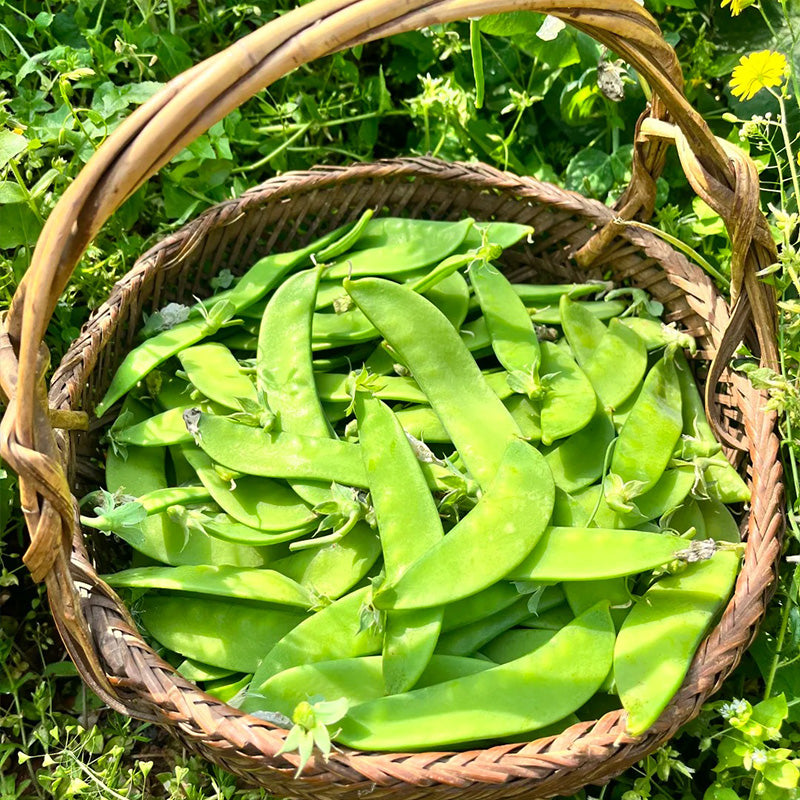 Bumper Crop Snow Pea Seeds