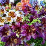 Chilean Morning Glory Seeds for Stunning Garden Flowers