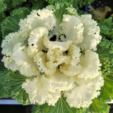 Creamy Lace Ornamental Kale Seeds
