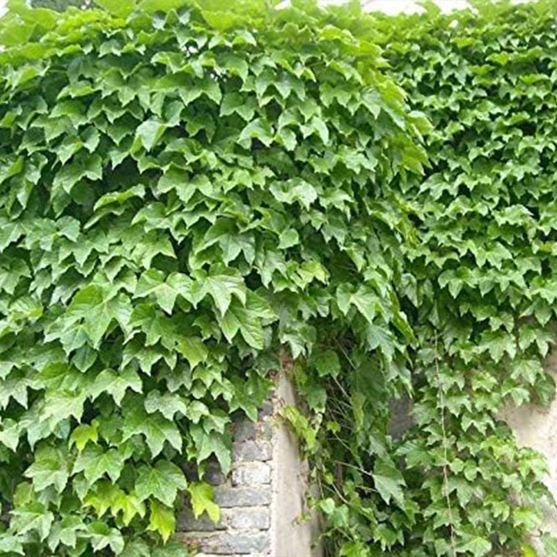 Semillas de hiedra, enredaderas, lianas, enredaderas verdes, hermosas plantas trepadoras que se arrastran por el suelo, bonsái para el hogar