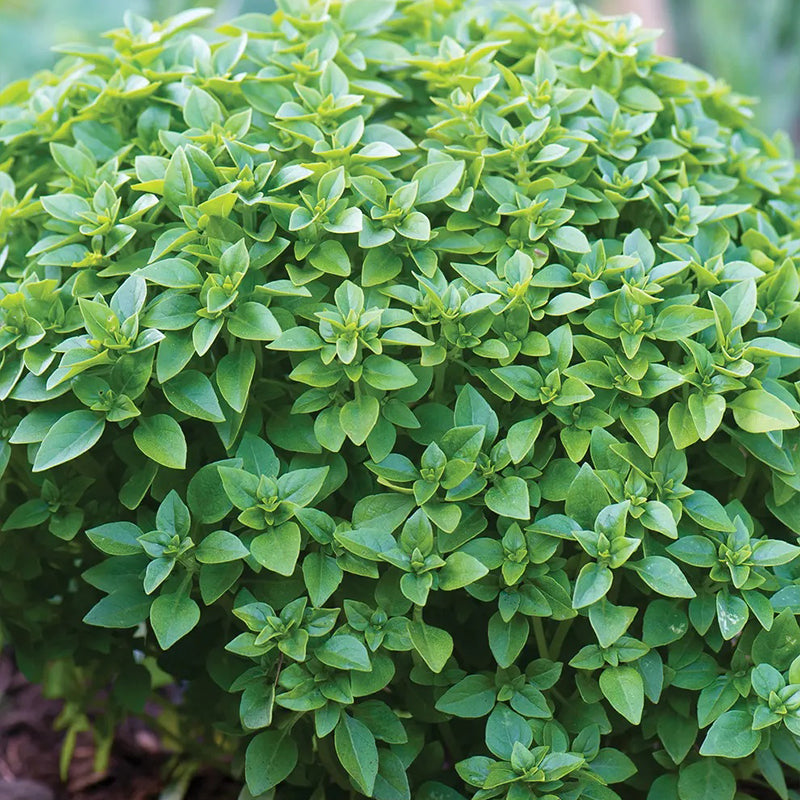Basil, Boxwood