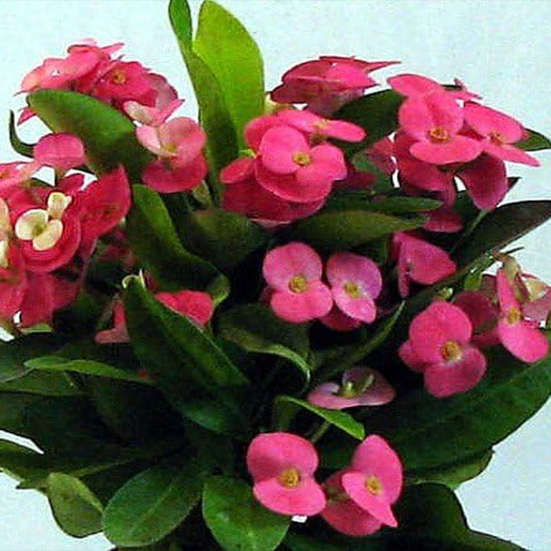 Pink Crown of Thorns Plant - Euphorbia