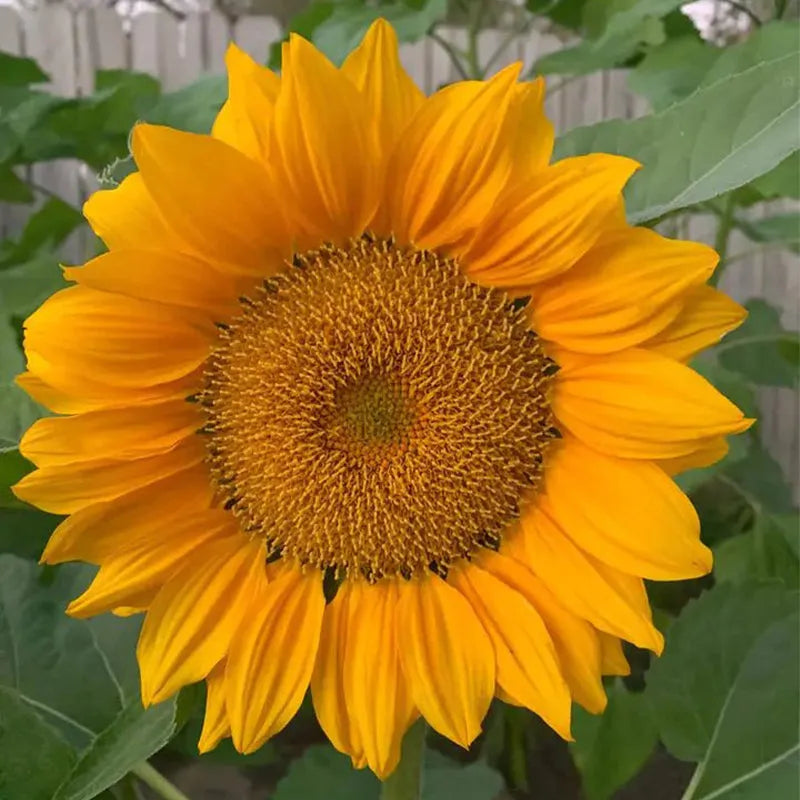 Gold Lite Sunflower Seeds