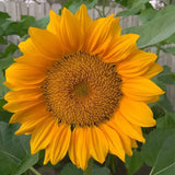 Gold Lite Sunflower Seeds