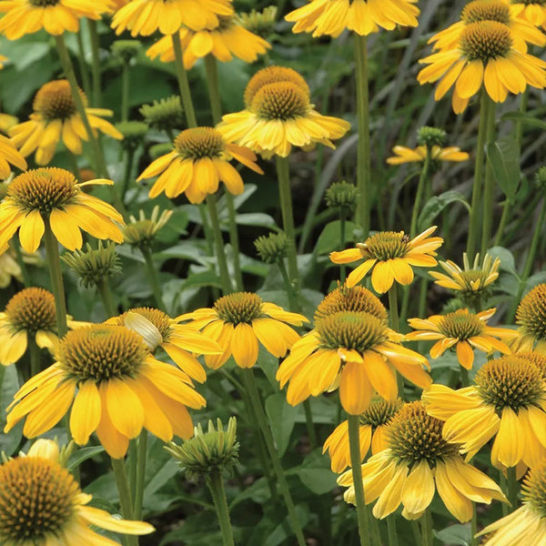 Echinacea, Sombrero Lemon Yellow