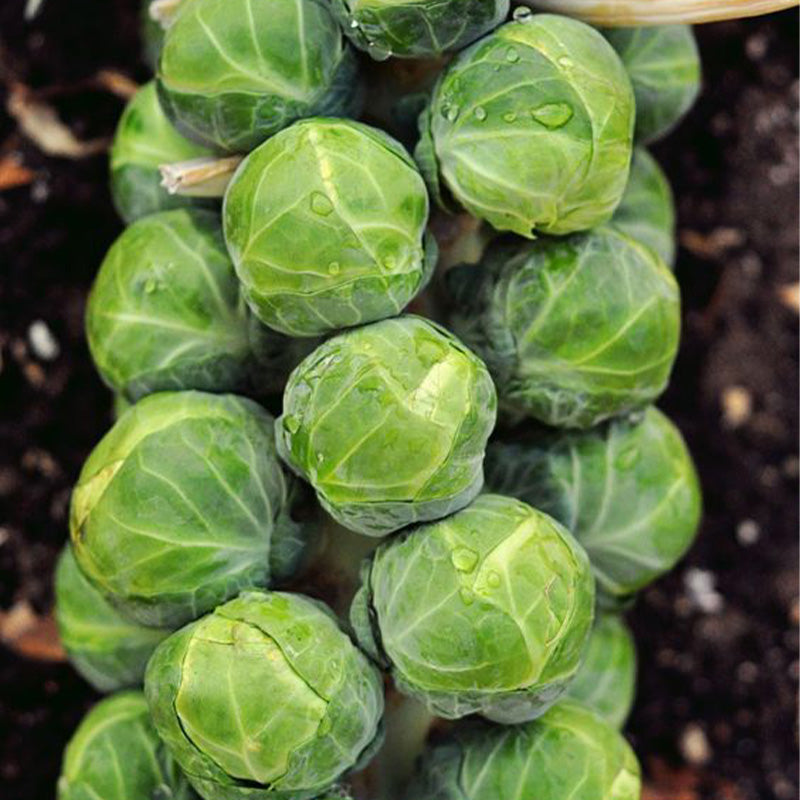 Sweet Frost-Kissed Brussels Sprouts Seeds