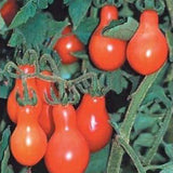 Tomato Red Pear Great Heirloom Garden Vegetable