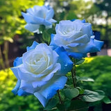 Semillas de rosa azul hielo rotas - Raras