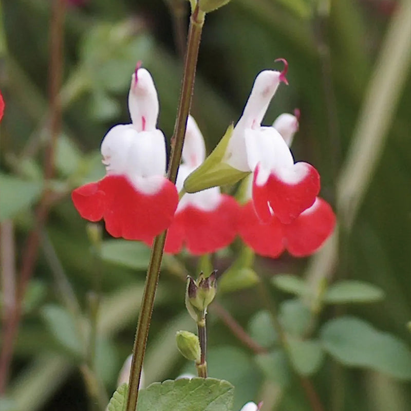 Salvia, Hot Lips