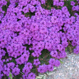 Moss Verbena Creeping Perennial Purple Flower