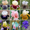Multi-Varieties Iris Fall Planting