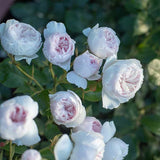 Earth Angel Pink Floribunda Rose Bush, Cupped Peony Shaped Blooms