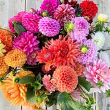 Semillas de flores raras de dalia pompon variabilis, hermosas plantas anuales para exteriores, perennes