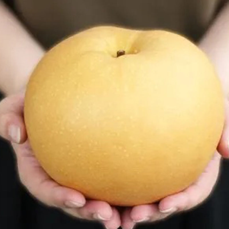 Semillas de pera Akizuki: grandes, dulces y jugosas