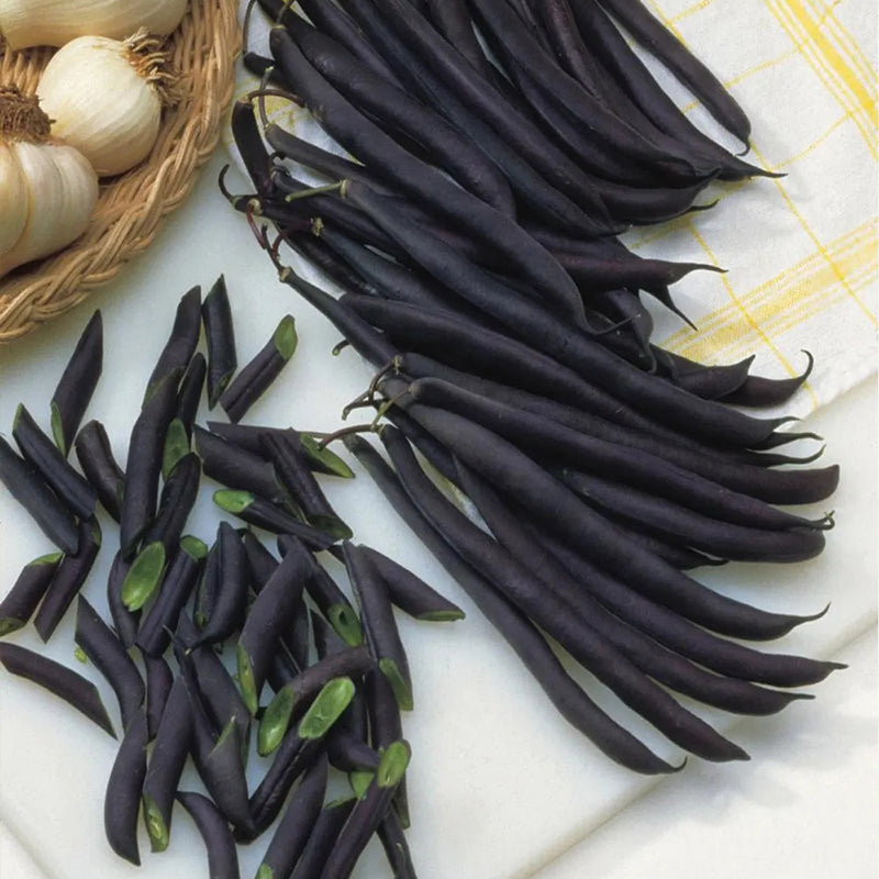 Frijol, arbusto, reina morada