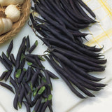 Frijol, arbusto, reina morada