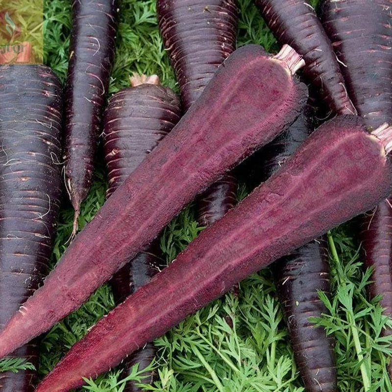 Royal Purple Carrot Seeds