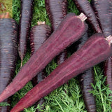 Royal Purple Carrot Seeds