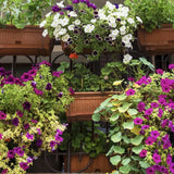 Semillas de Verónica Mix para turismo