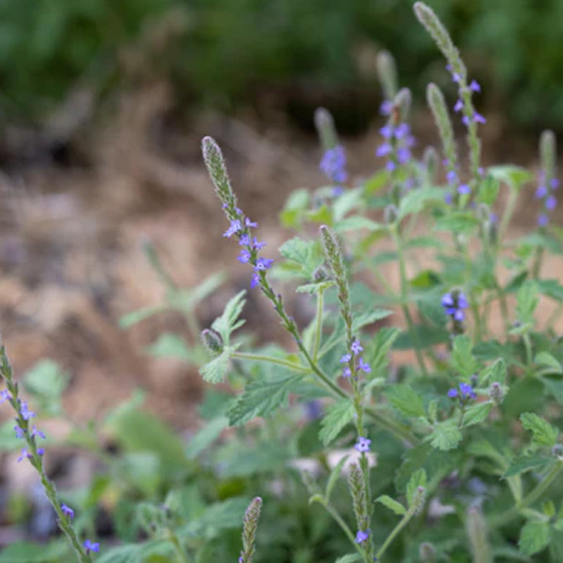 Verbena occidental