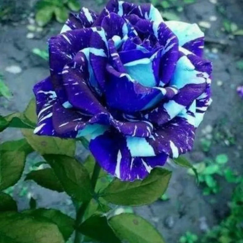 Blue Dragon Rose Seeds
