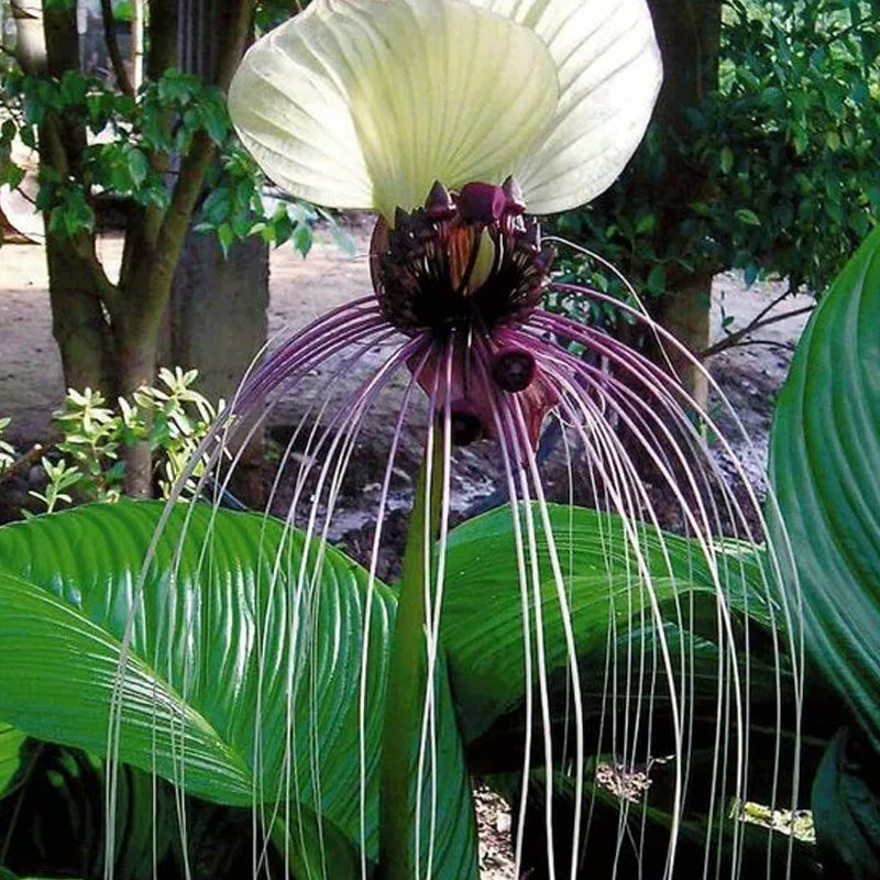 Angel Trumpet Double Purple Flower Seeds Brugmansia Datura