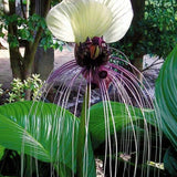 Angel Trumpet Double Purple Flower Seeds Brugmansia Datura