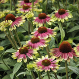 Green Twister Coneflower Seeds - Rare Pink & Lime Hardy Perennial Pollinator Flower