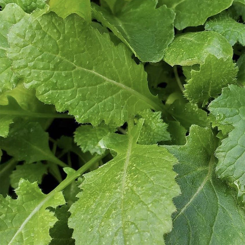 Heirloom Green Wave Mustard Seeds