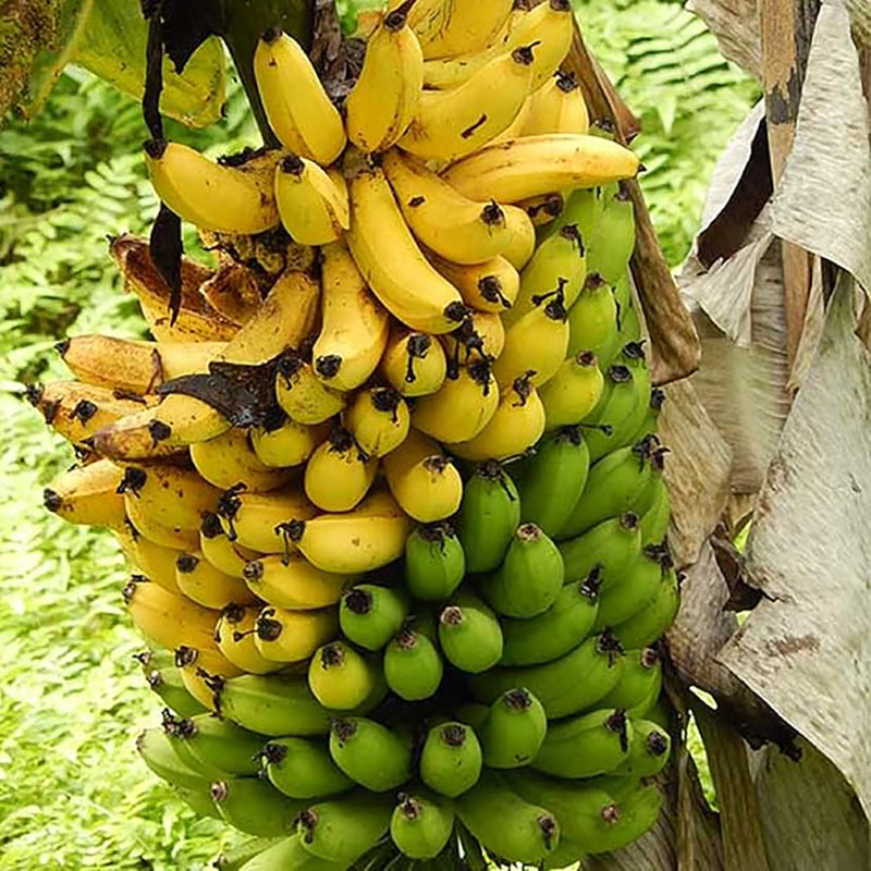 Musa Acuminata, Árbol frutal de plátano Planta de interior enana Fruta dulce Salud verde Crece en jardín y macetas Jardinería