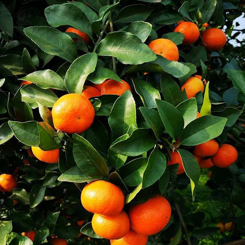 Dwarf Orange Seed for Planting Hardy Grow Fruit Bearing Bonsai