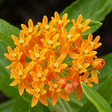 Orange Butterfly Weed (Asclepias tuberosa) Seeds