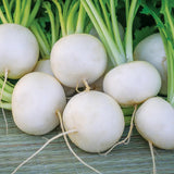 Turnip, Silky Sweet Hybrid