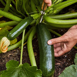 Squash, Summer, Fordhook Zucchini