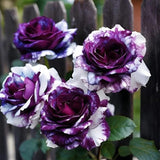 Rare Tricolor Rose 'Watercolor' Seeds