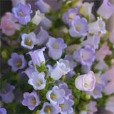 Semillas de flores de Chimes