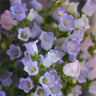 Semillas de flores de Chimes