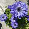 Double Anemone Seeds — Add Resilient Elegance to Your Garden!