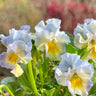 Pansy Winter Elf Series - I Miss You Endlessly
