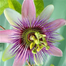 Egrow Passion Flower Seeds Garden Rare Passiflora Incarnata Fruit Plants Seeds