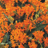 Colección Asclepias