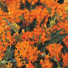 Asclepias Collection