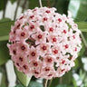 Hoya Carnosa Mixed Color Seeds
