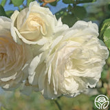Repeat Blooming Climbing Rose Seeds - Luck Rises