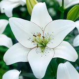 Bulbos de lirio perfumados orientales