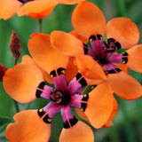 The Stunning Tricolor Wandflower Seeds Collection