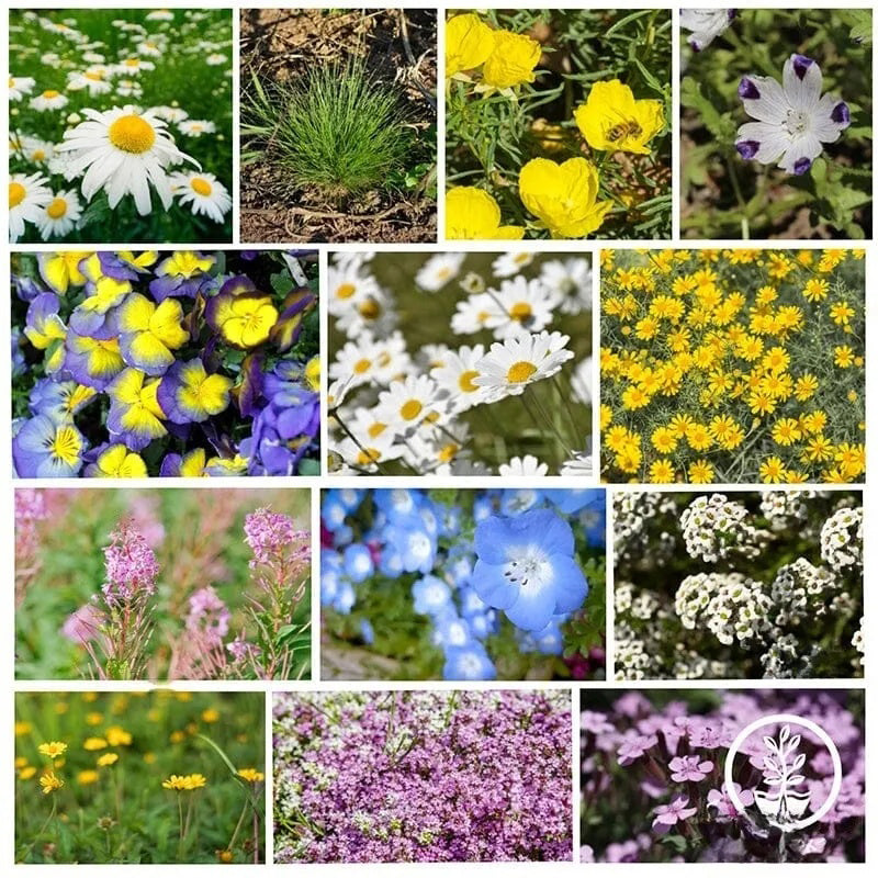 Alternative Lawn Wildflower Seeds Mixed Purple Pink Mix Flower