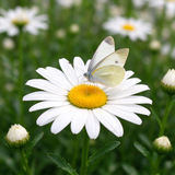 Shasta Daisy Seeds Perennial Tall Single for Wildflower Gardens